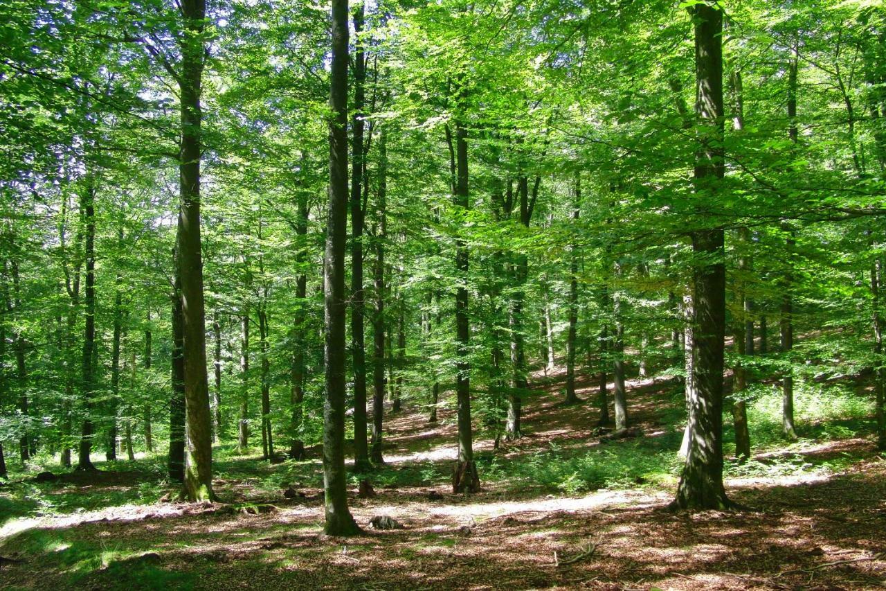 Gites La Tabatiere Laforêt Extérieur photo